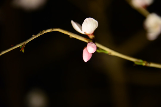 初春桃花开