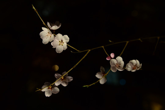 初春桃花开