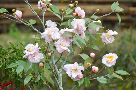 山茶花