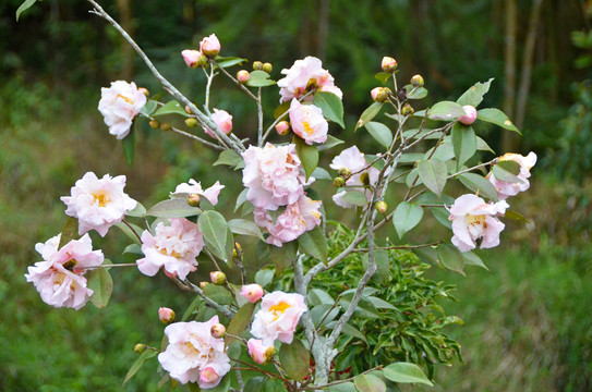 山茶花