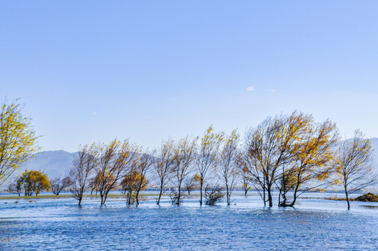 拉市海湿地公园