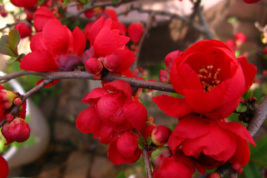 木瓜花