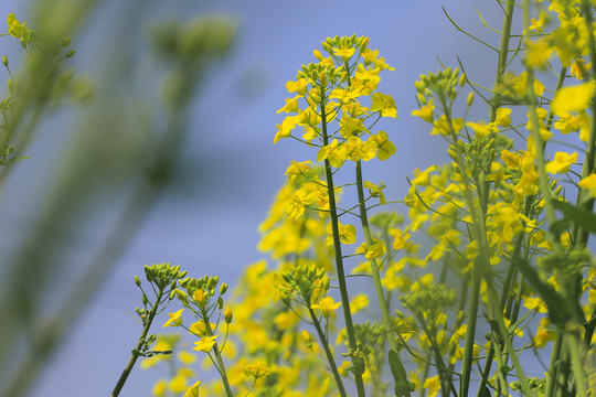 油菜花