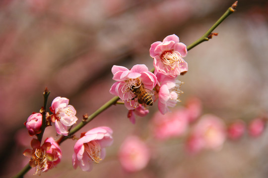 梅花蜜蜂