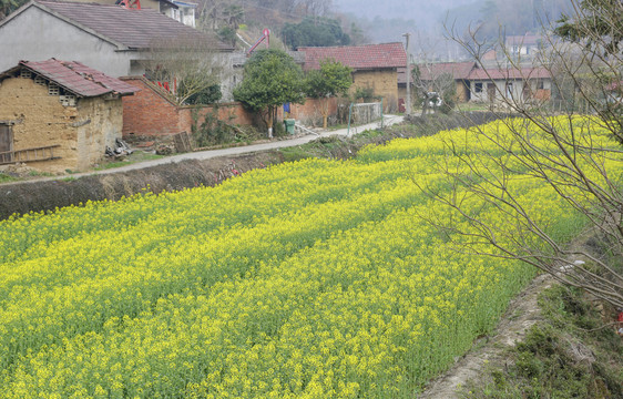 油菜花