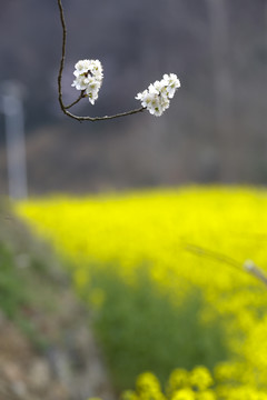 油菜花