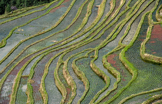 梯田