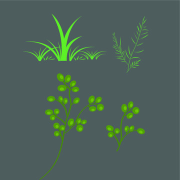 植物小草