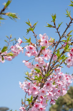 樱花