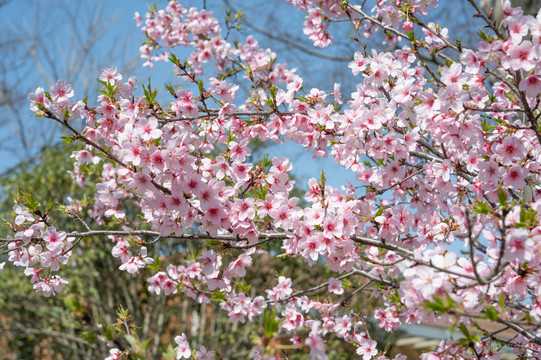 樱花