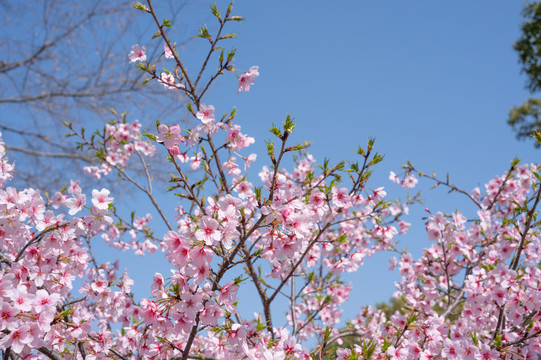 樱花