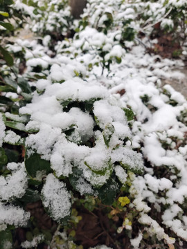 植物上的积雪