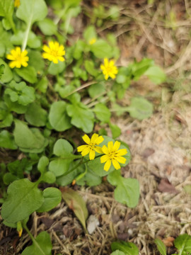 路边小黄花