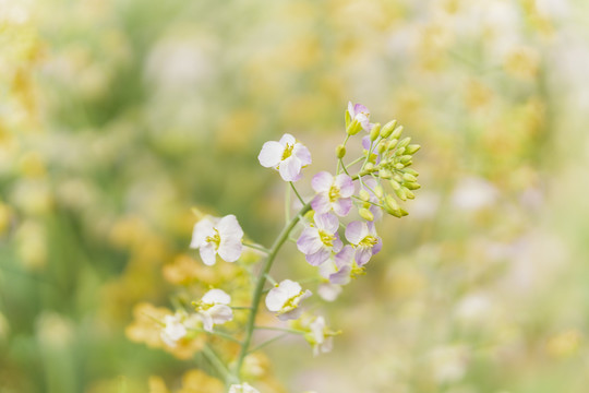 长沙岳麓区沃之园七彩油菜花