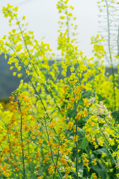 长沙岳麓区沃之园七彩油菜花