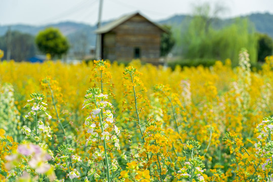 长沙岳麓区沃之园七彩油菜花