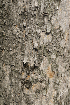 树木树皮纹理素材