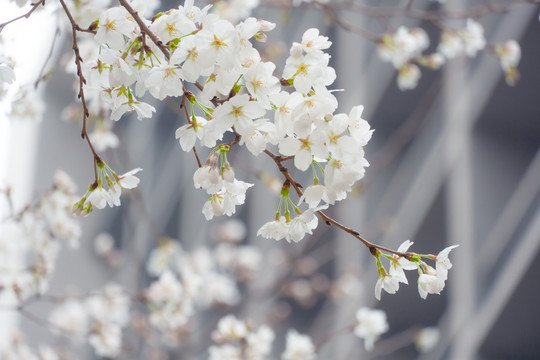 樱花