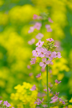 粉色油菜花特写