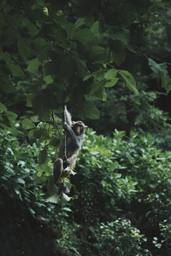 树藤上的猴子