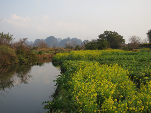 油菜花