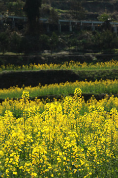 油菜花梯田