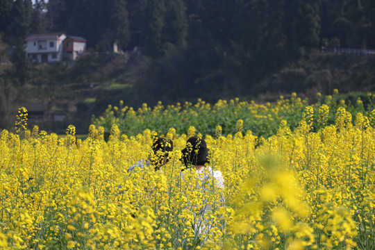 油菜花田