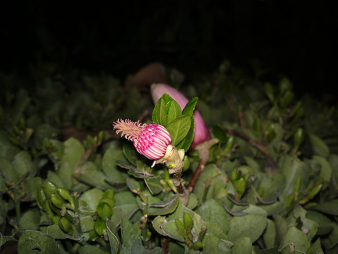 玉兰花花蕊特写