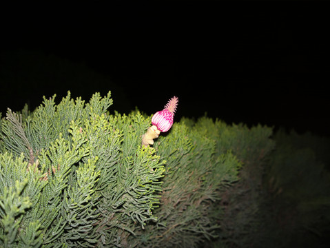 玉兰花花蕊特写