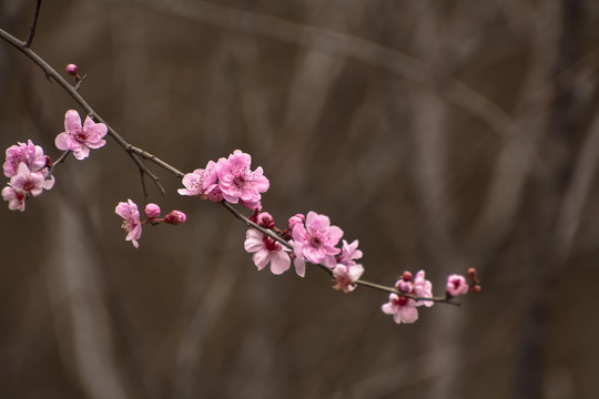 春满枝头