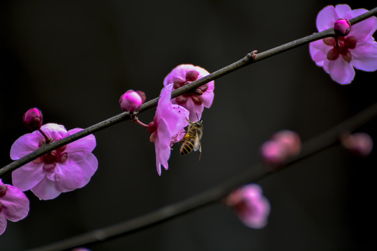 春满枝头