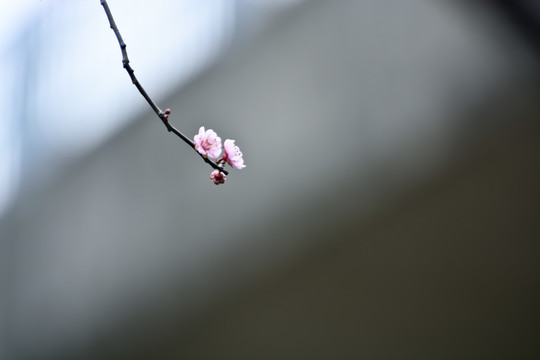 春暖花开美人梅
