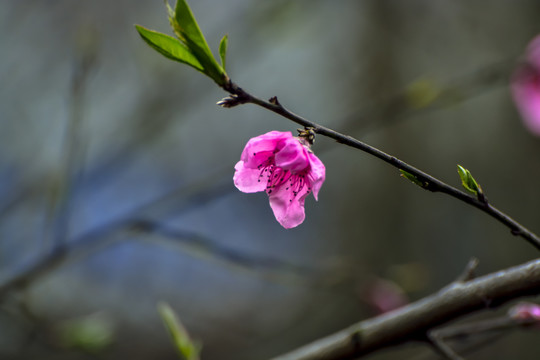 春暖花开