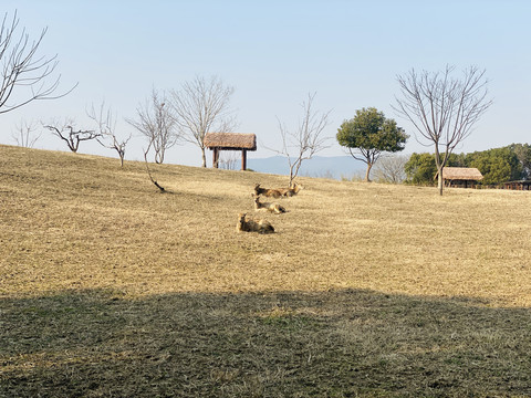 良渚古城文化地址鹿苑