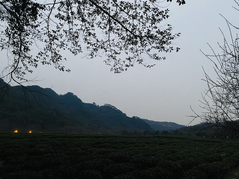 夜幕茶园风景