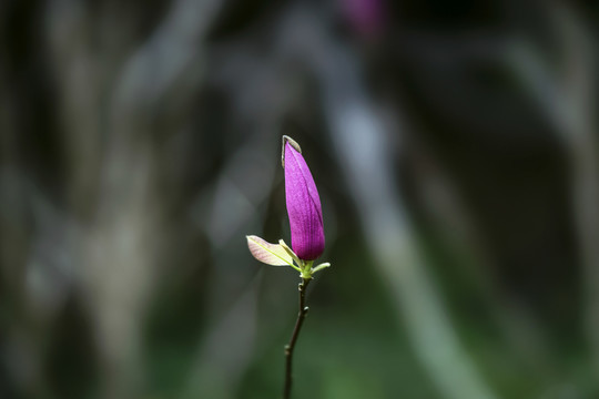 玉兰花