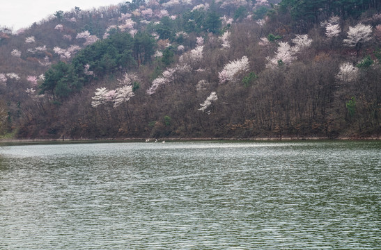 山花烂漫