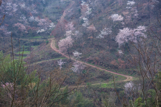 山樱花