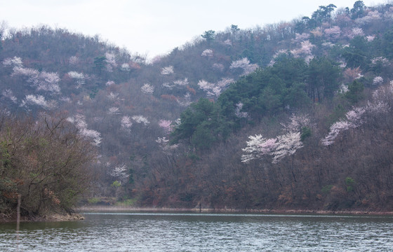 山樱花