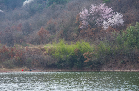 山樱花