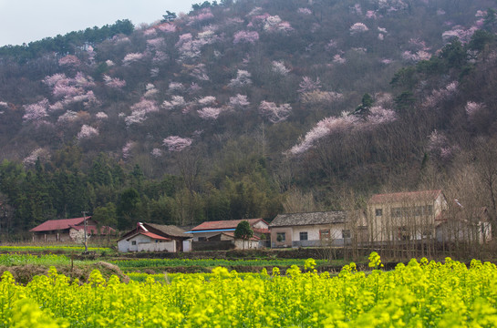 山樱花