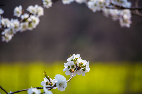 樱桃花