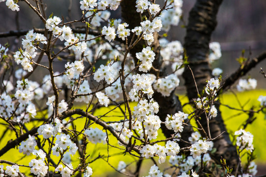 樱桃花