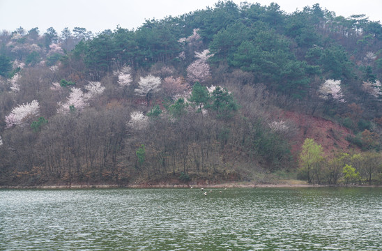 山花烂漫