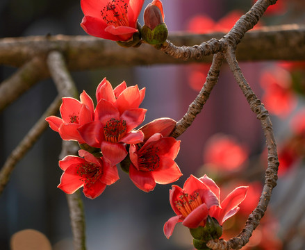 木棉花开