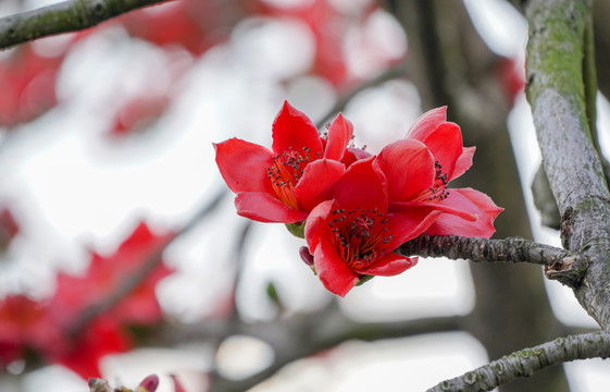 木棉花开