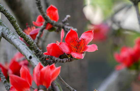 木棉花开