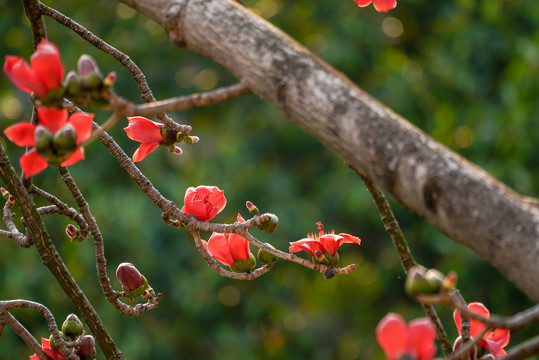 木棉花开