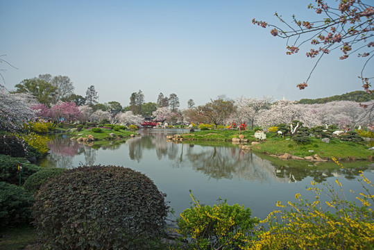 武汉东湖樱花园