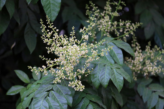 黄皮花